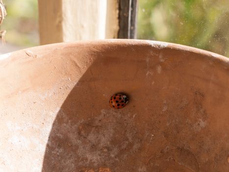 a small ladybird bug resting on the inside of a bowl in the window stylish and cool