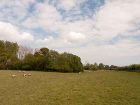 a wide open field in spring with lots of fresh cut grass and some sheep grazing