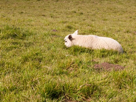 a resting head down little lamb sheep in the spring on a field on its own