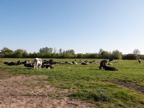 a landscape of cows resting in a green grassy field on a sunny spring day grazing