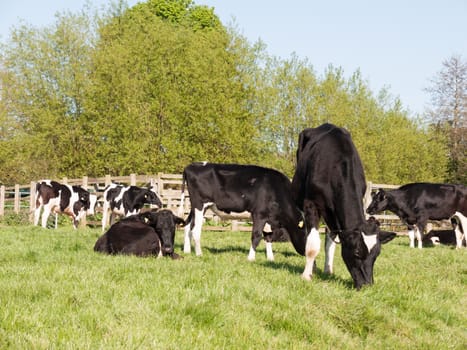 female cows milk waiting to be milked eating and chewing the grass grazing outside in a sunny spring field