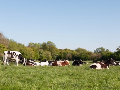 different colored cows, black, white brown resting and grazing in a field outside on a sunny day
