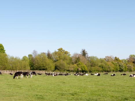 a landscape of cows resting in a green grassy field on a sunny spring day grazing