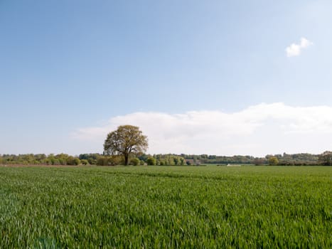 an open field of green grass and grain and agriculture with a tree in the distance and a blue sky