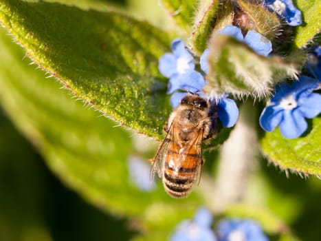 a wasp with sharp and clear eyes eating and collecting pollen from a bunch of small blue flowers outside