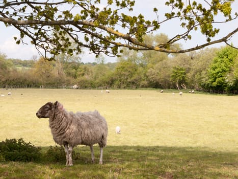 a sheep looking sideways on whilst under a tree in the shade of light