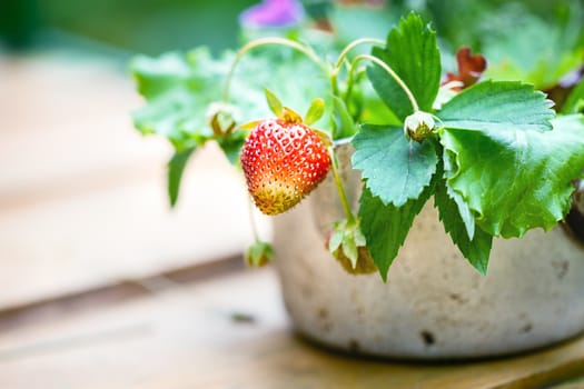 Bouquet of  strawberries in rustic cup on a wooden background 