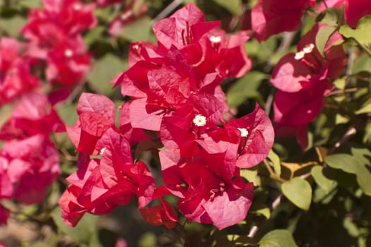 Red Bougainvillea flower or Paper Flower with leaves in the garden. plant background blurry Asian flowers.