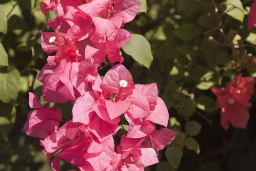 Pink Bougainvillea flower or Paper Flower with leaves in the garden. plant background blurry Asian flowers.