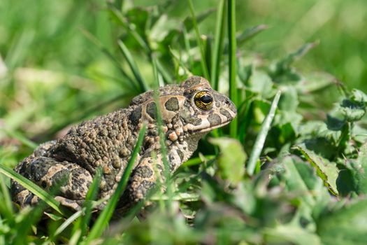 The picture shows a frog on the grass