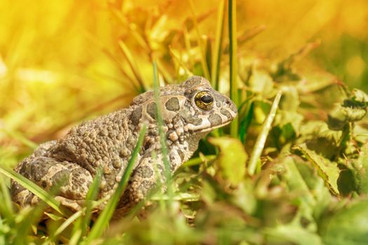 The picture shows a frog on the grass