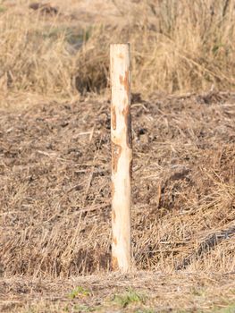 Blank marking at a walking path in the dutch forrest