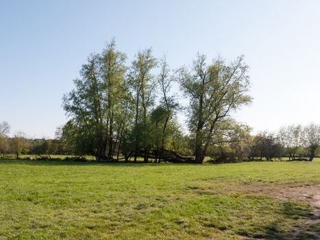 a lovely and picturesque scene of some trees and their treeline outside in a field in the day time of spring