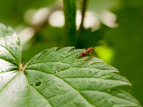 an ant crawling on a plant leaf at the edge of it in the forest