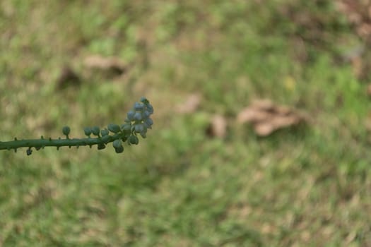 Close up of green wheat in a field