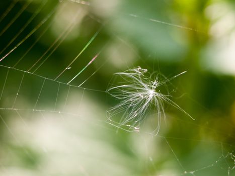 a dandelion head caught upon a web in the outside forest