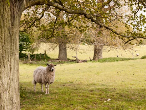 a single sheep standing next to a tree in the shade of a field