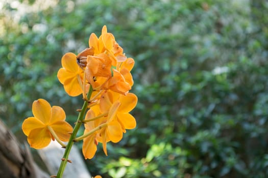 Yellow orchids on trees