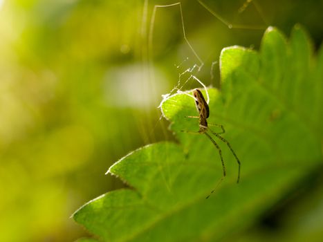 spider hanging from its web with leaf behind