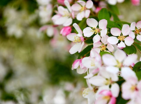Selective focus on pale pink blossom flower, with bokeh background of blooms and green leaves
