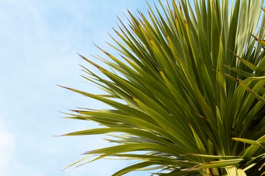 Green yucca tree top with spiky, long green leaves against a blue sky