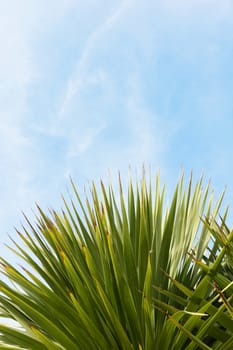 Abstract top of an evergreen yucca tree, its leaves against copy space of blue sky