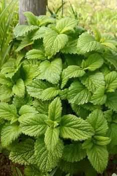 Lush lemon balm plant with aromatic green leaves