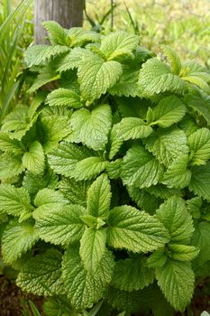 Lush lemon balm plant with aromatic green leaves