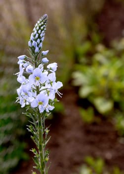 Flower spike of speedwell plant - delicate blue flowers and unopened buds - veronica gentianoides