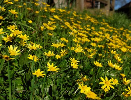 Bank of yellow celandine flowers growing wild in the countryside in spring