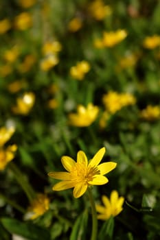 Bright celandine flower in selective focus against a background of yellow blooms