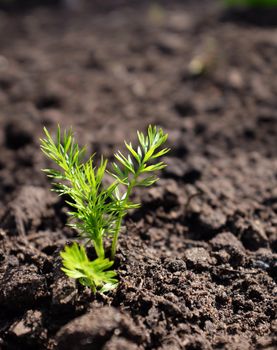 Delicate, frondy green seedling growing through the soil - nigella, love-in-a-mist 