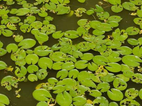 COLOR PHOTO OF LILY PADS IN STILL WATER