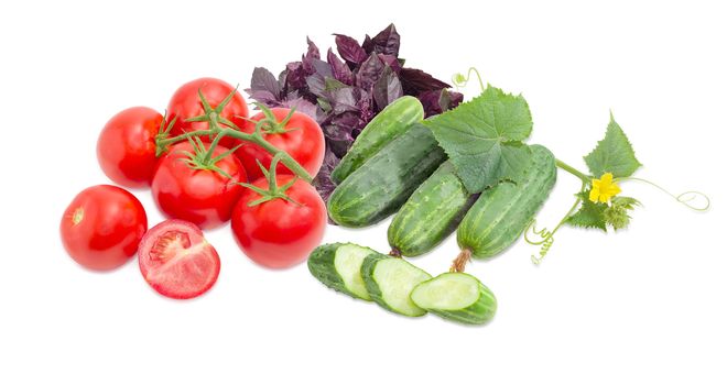 One cut tomato and branch of the tomatoes, one sliced and several whole cucumbers, creeping cucumber stem with the leaves and flower against of the purple basil on a light background

