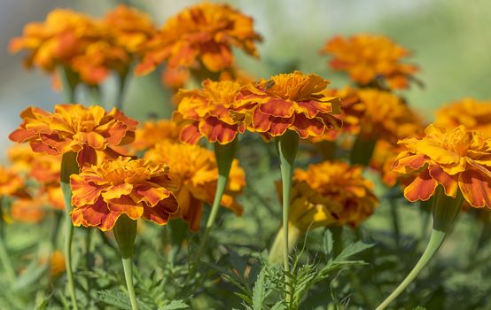 golden yellow marigolds in full bloom growing in garden