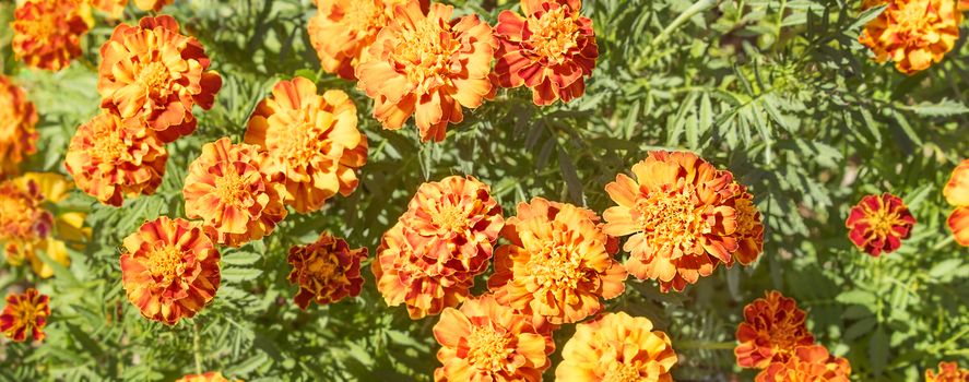 Bright colored, floral marigold background with golden yellow flower blooms and green foliage leaves