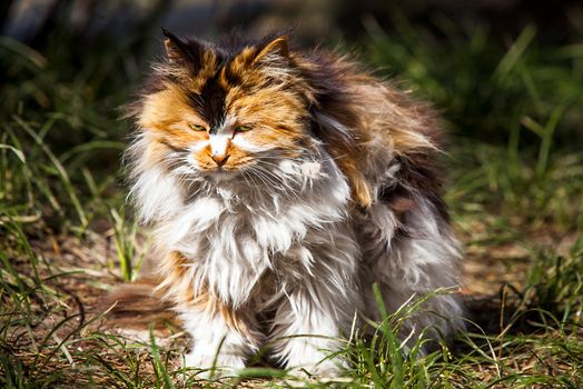 Chinese long hair cat