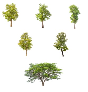 tree isolated,tree on white background,collections tree isolation.