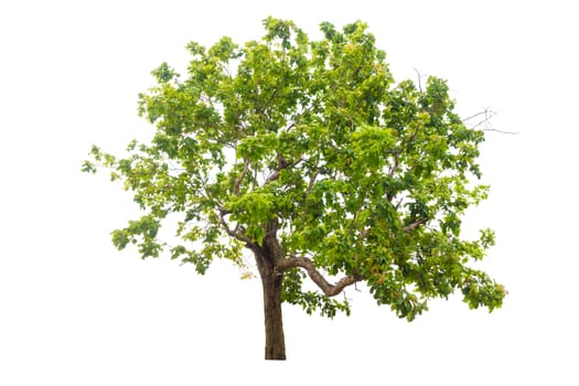 tree isolated, tree on white bacground, tree object.