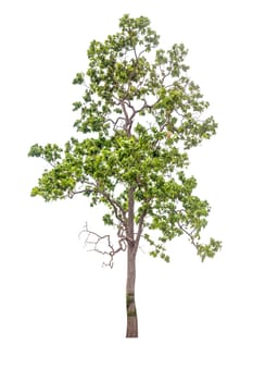 tree isolated, tree on white bacground, tree object.