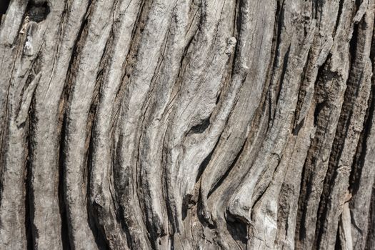Old rough wood texture. Wooden texture. Wooden background. Tree texture. Tree background. Crack tree texture. Old tree texture. Old tree background. Exotic tree texture. Nature texture background.