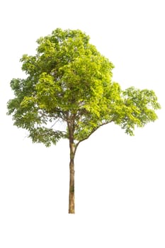 tree isolated, tree on white bacground, tree object.