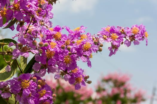 flower isolated. cherry or prunus cerasoides sakura flower