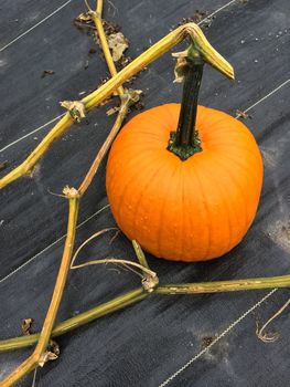 Bright orange pumpkin in autumn garden. Vegetable patch.