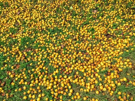 Many fallen yellow apples in green grass. Autumn background.