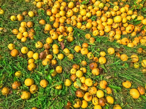 Fallen ripe yellow apples in green grass. Autumn background.