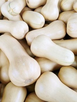 White Butternut squash at the autumn market.