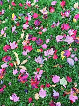 Red and purple maple leaves on the grass. Autumn background.