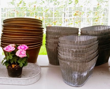 Roses and retro style metal flower pots on a shelf. Gardening.
