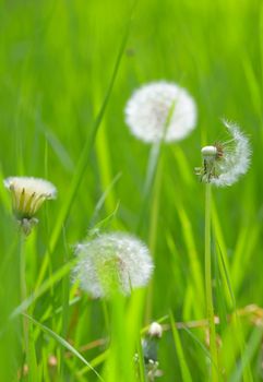 Closeup of dandelion on field